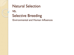 Natural Selection vs. Selective Breeding Environmental and Human Influences