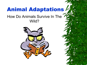 Animal Adaptations How Do Animals Survive In The Wild?