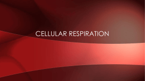 CELLULAR RESPIRATION