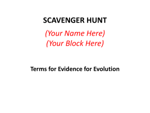 SCAVENGER HUNT (Your Name Here) (Your Block Here) Terms for Evidence for Evolution