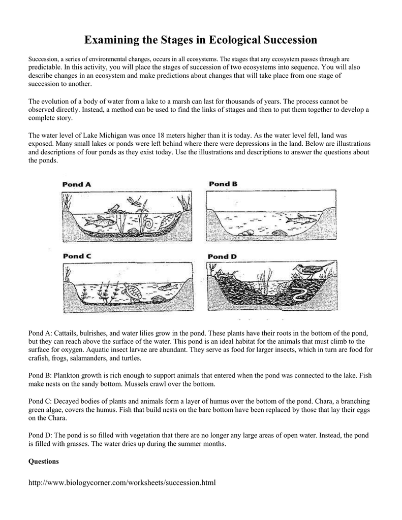 Examining the Stages in Ecological Succession Regarding Ecological Succession Worksheet Answers