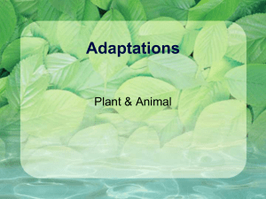 Adaptations Plant &amp; Animal