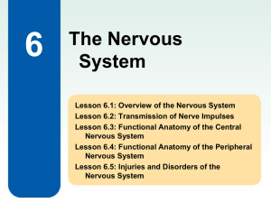 6 The Nervous System