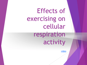 Effects of exercising on cellular respiration