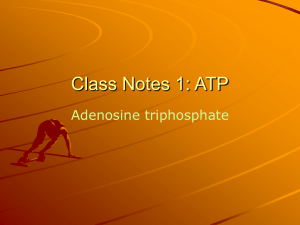 Class Notes 1: ATP Adenosine triphosphate