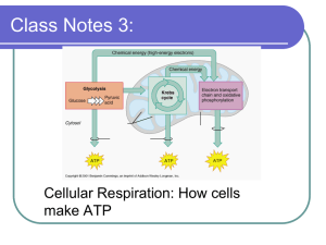 Class Notes 3: Cellular Respiration: How cells make ATP