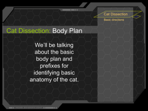Cat Dissection: Body Plan We’ll be talking about the basic