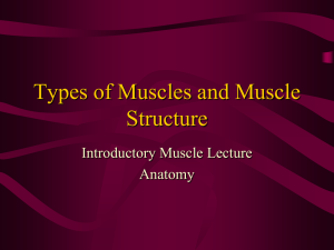 Types of Muscles and Muscle Structure Introductory Muscle Lecture Anatomy