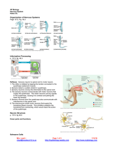 Organization of Nervous Systems Information Processing