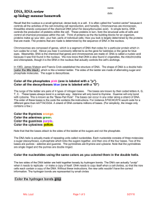 DNA, RNA review ap biology summer homework