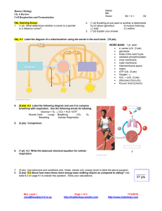Honors Biology Ch. 6 Review Cell Respiration and Fermentation
