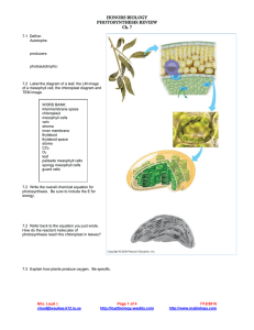 HONORS BIOLOGY PHOTOSYNTHESIS REVIEW Ch. 7