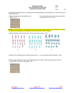 Biology Worksheet Sex Chromosomes &amp; Sex Cells  Autosomes &amp; Somatic Cells