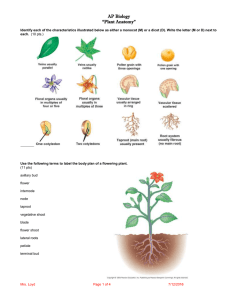 AP Biology “Plant Anatomy”
