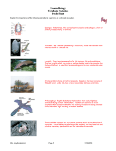 Honors Biology Vertebrate Evolution Study Sheet