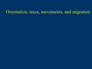 Orientation, taxes, movements, and migration