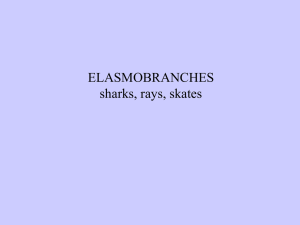 ELASMOBRANCHES sharks, rays, skates