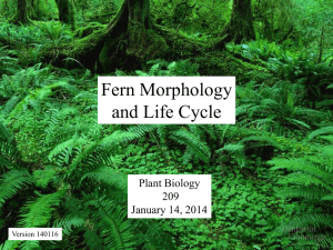 Fern Morphology and Life Cycle Plant Biology 209