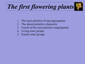 The first flowering plants