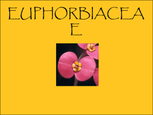 EUPHORBIACEA E