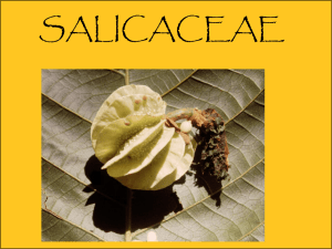 SALICACEAE