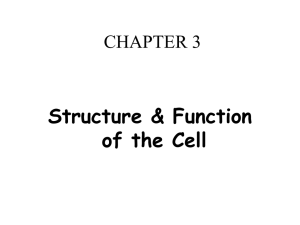 Structure &amp; Function of the Cell CHAPTER 3