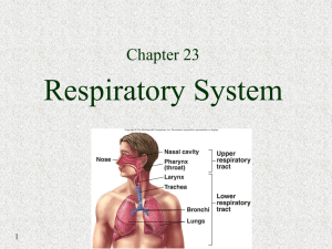 Respiratory System Chapter 23 1