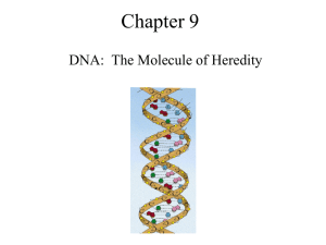 Chapter 9 DNA:  The Molecule of Heredity