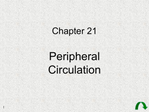 Peripheral Circulation Chapter 21 1