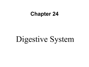 Digestive System Chapter 24