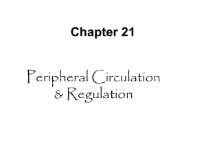 Peripheral Circulation &amp; Regulation Chapter 21