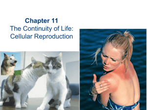 Chapter 11 The Continuity of Life: Cellular Reproduction