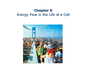 Chapter 6 Energy Flow in the Life of a Cell