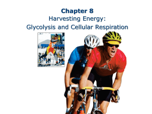 Chapter 8 Harvesting Energy: Glycolysis and Cellular Respiration
