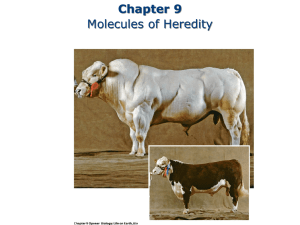 Chapter 9 Molecules of Heredity