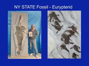 NY STATE Fossil - Eurypterid