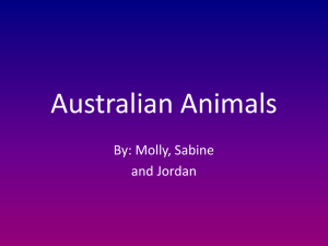 Australian Animals By: Molly, Sabine and Jordan