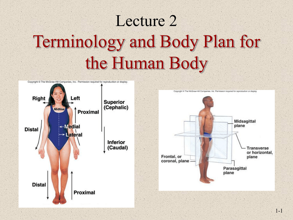 Terminology and Body Plan for the Human Body Lecture 2 11