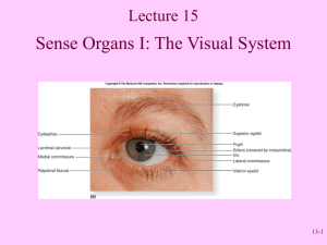 Sense Organs I: The Visual System Lecture 15 15-1
