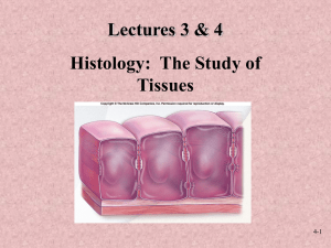 Lectures 3 &amp; 4 Histology:  The Study of Tissues 4-1