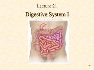 Digestive System I Lecture 21 24-1