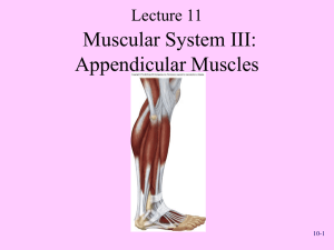 Muscular System III: Appendicular Muscles Lecture 11 10-1
