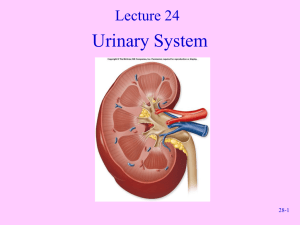Urinary System Lecture 24 28-1