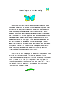The Lifecycle of the Butterfly