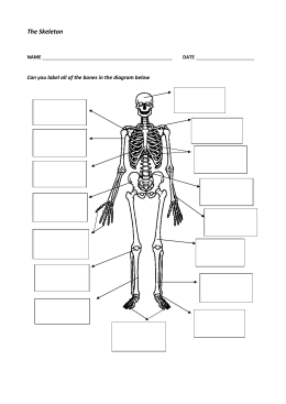 Label the parts of the skeleton with words from the box