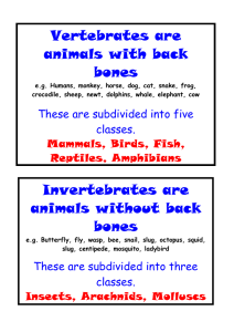 Vertebrates are animals with back bones
