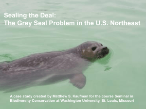 Sealing the Deal: The Grey Seal Problem in the U.S. Northeast