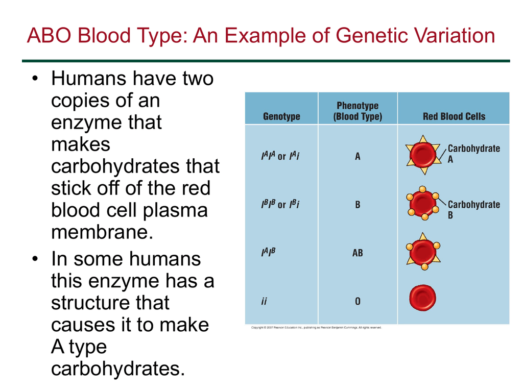 abo-blood-type-an-example-of-genetic-variation