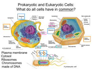 Prokaryotic and Eukaryotic Cells: What do all cells have in common? Cytosol