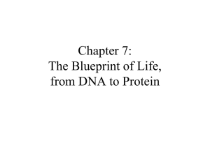 Chapter 7: The Blueprint of Life, from DNA to Protein